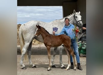 Mecklemburgo, Semental, 1 año, 167 cm, Castaño