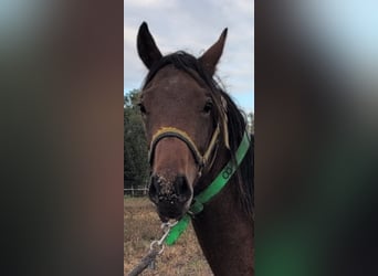 Mecklemburgo, Semental, 1 año, Castaño