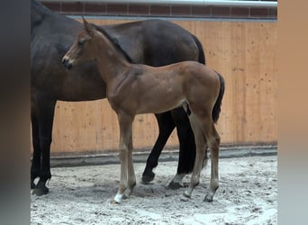 Mecklemburgo, Semental, 1 año, Castaño