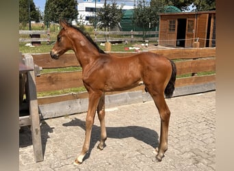 Mecklemburgo, Semental, 1 año, Castaño