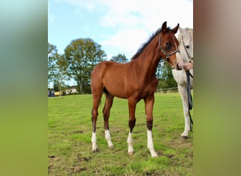 Mecklemburgo, Semental, 1 año, Castaño