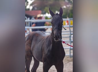 Mecklemburgo, Semental, 1 año, Negro