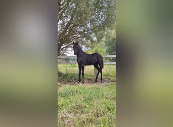 Mecklemburgo, Semental, 1 año, Negro