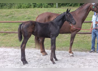 Mecklemburgo, Semental, 1 año, Negro