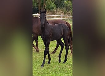 Mecklemburgo, Semental, 1 año, Negro