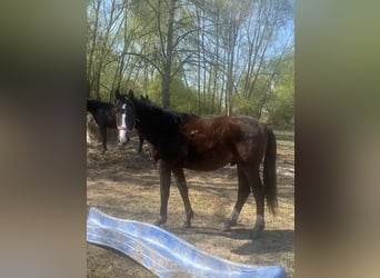 Mecklemburgo, Semental, 2 años, 165 cm