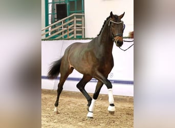 Mecklemburgo, Semental, 2 años, 170 cm, Morcillo