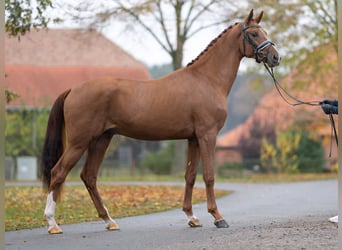 Mecklemburgo, Semental, 2 años, Alazán