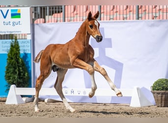 Mecklemburgo, Semental, 2 años, Alazán