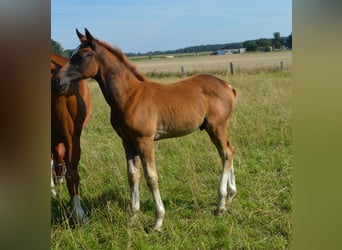 Mecklemburgo, Semental, 2 años, Alazán