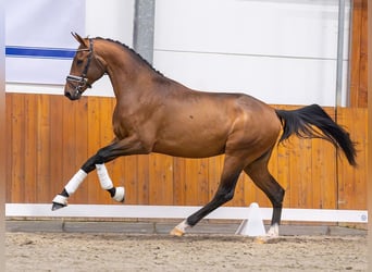 Mecklemburgo, Semental, 2 años, Castaño