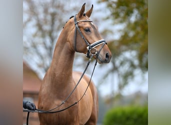 Mecklemburgo, Semental, 2 años, Castaño