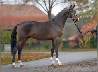 Mecklemburgo, Semental, 2 años, Castaño