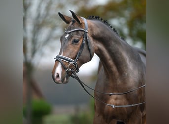 Mecklemburgo, Semental, 2 años, Castaño