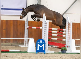 Mecklemburgo, Semental, 2 años, Castaño oscuro