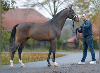 Mecklemburgo, Semental, 2 años, Castaño oscuro