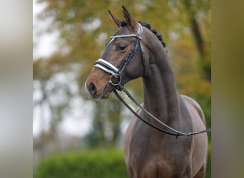 Mecklemburgo, Semental, 2 años, Castaño oscuro