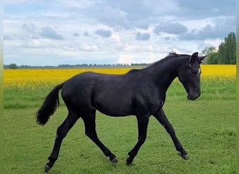 Mecklemburgo, Semental, 2 años, Negro