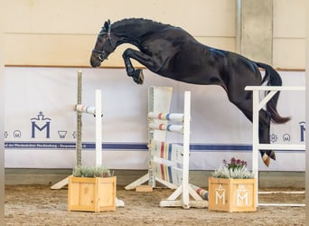 Mecklemburgo, Semental, 3 años, 162 cm, Morcillo