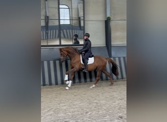 Mecklemburgo, Semental, 3 años, 166 cm, Alazán