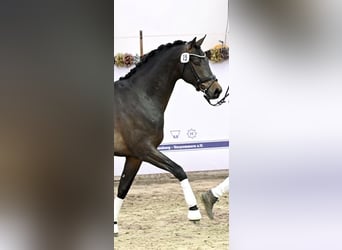 Mecklemburgo, Semental, 3 años, 170 cm