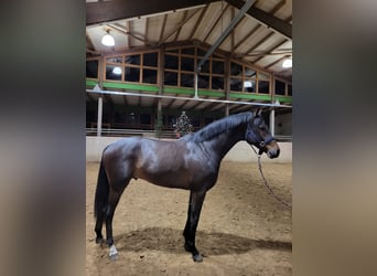 Mecklemburgo, Semental, 3 años, 170 cm, Morcillo