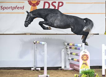 Mecklemburgo, Semental, 3 años, 172 cm, Tordo
