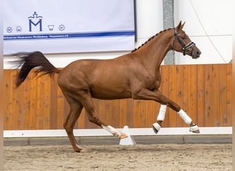 Mecklemburgo, Semental, 3 años, Alazán