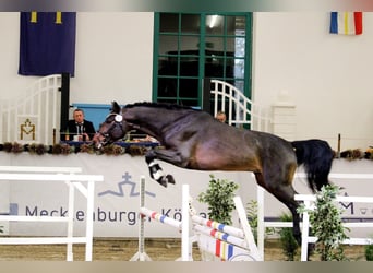 Mecklemburgo, Semental, 4 años, 171 cm, Castaño