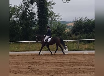 Mecklemburgo, Semental, 5 años, 165 cm, Castaño