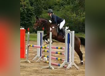 Mecklemburgo, Semental, 5 años, 165 cm, Castaño