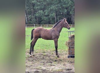 Mecklemburgo, Semental, Potro (06/2026), 122 cm, Tordo