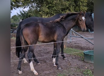 Mecklemburgo, Semental, Potro (03/2024), 148 cm, Castaño oscuro