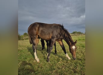 Mecklemburgo, Semental, Potro (03/2024), 148 cm, Castaño oscuro