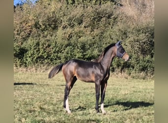 Mecklemburgo, Semental, Potro (03/2024), 148 cm, Castaño oscuro