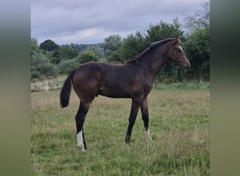 Mecklemburgo, Semental, Potro (03/2024), 148 cm, Castaño oscuro