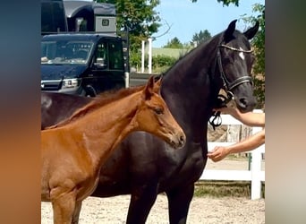 Mecklemburgo, Semental, Potro (04/2026), Alazán