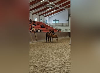 Mecklemburgo, Semental, Potro (03/2025), Alazán