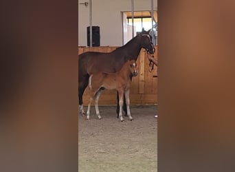 Mecklemburgo, Semental, Potro (05/2026), Alazán-tostado