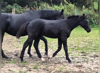 Mecklemburgo, Semental, Potro (05/2026), Negro