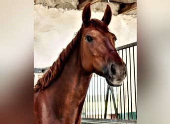 Mecklemburgo, Yegua, 13 años, Alazán