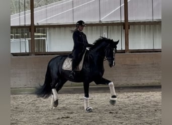 Mecklemburgo, Yegua, 14 años, 180 cm, Negro