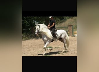 Mecklemburgo Mestizo, Yegua, 1 año, 163 cm, Tordillo negro