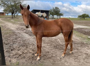 Mecklemburgo, Yegua, 1 año, 168 cm, Alazán