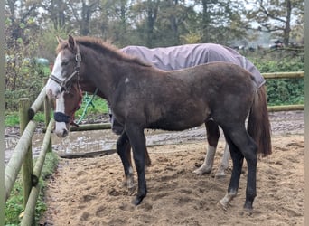 Mecklemburgo, Yegua, 1 año, 170 cm, Tordo ruano