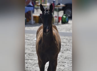 Mecklemburgo, Yegua, 1 año, Negro