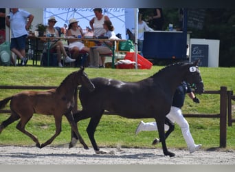 Mecklemburgo, Yegua, 1 año, Negro