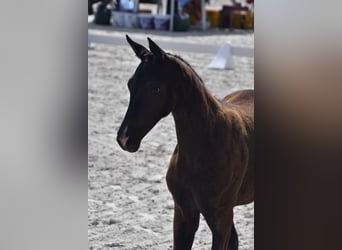 Mecklemburgo, Yegua, 1 año, Negro