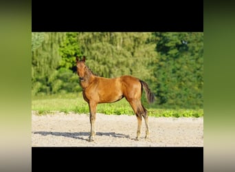 Mecklemburgo, Yegua, 2 años, 170 cm, Castaño