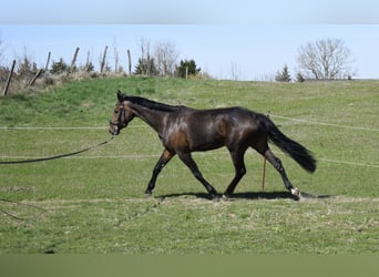 Mecklemburgo, Yegua, 3 años, 163 cm, Castaño oscuro
